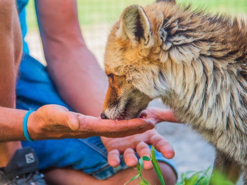 Experiencia personal con zorro rescatado | zoo del pirineu