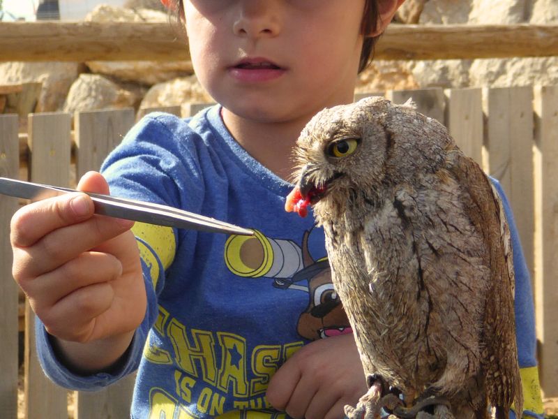 Toca toca con animales rescatados | zoo del pirineu