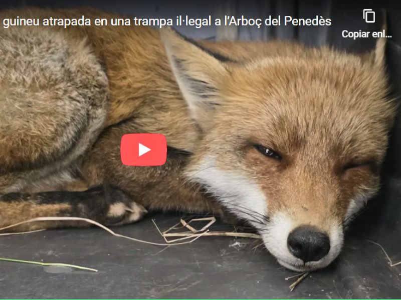 Zoo del pirineu en premsa | zoo del pirineu