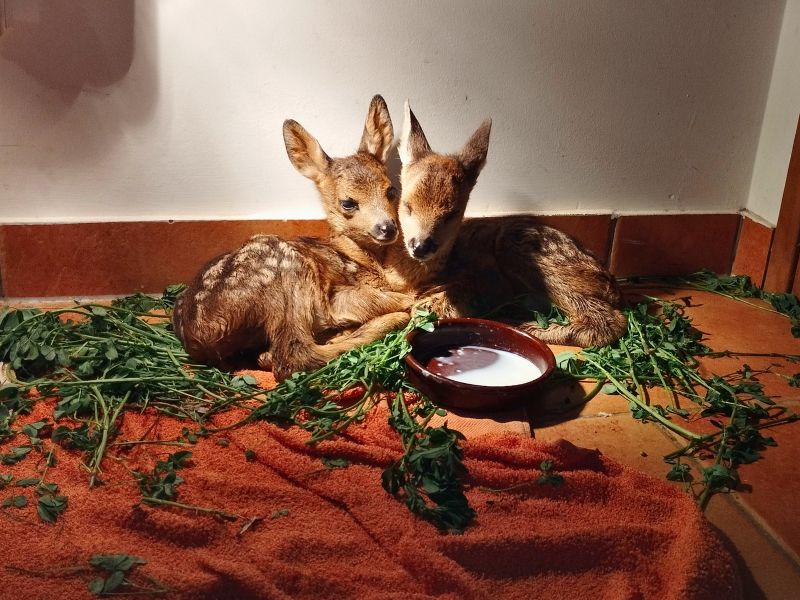 Corzos rescatados | zoo del pirineu