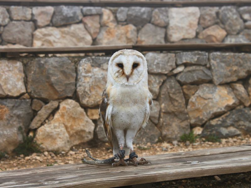 Lechuza con artrosis | zoo del pirineu